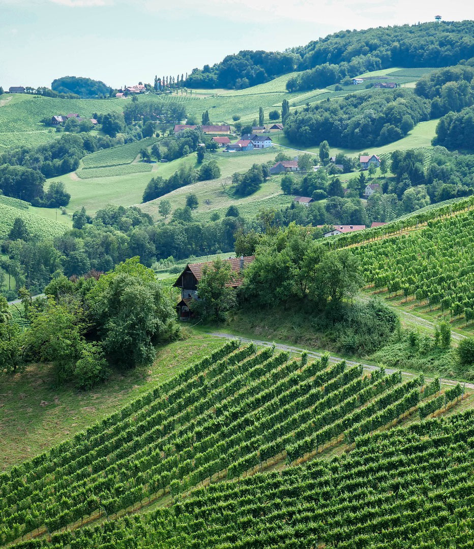 Panorama der Weinberge in der Südsteiermark.